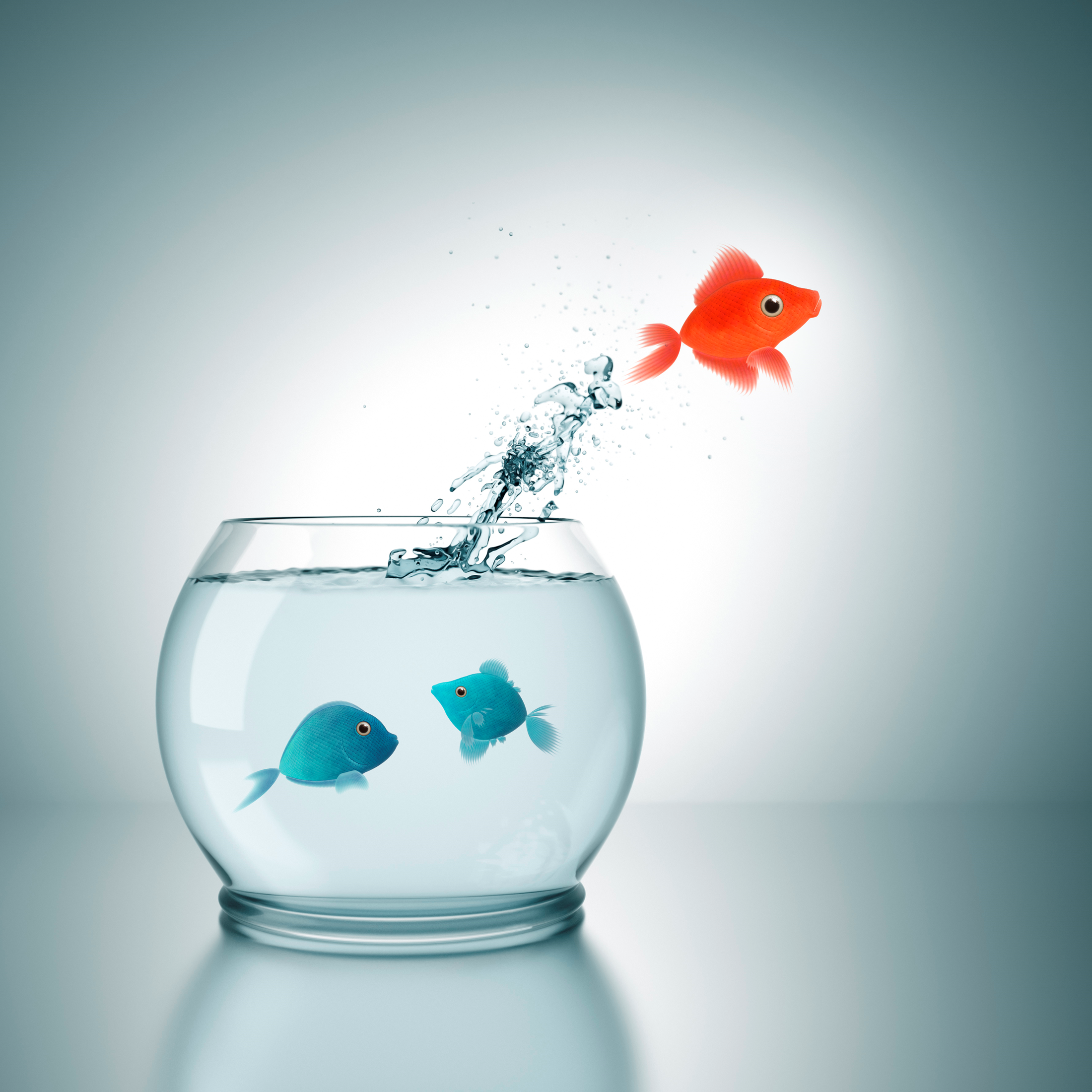 stock-photo-fish-bowl-with-two-blue-fish-136159.png
